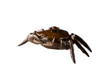 Crab with lid 30 x 22 cm