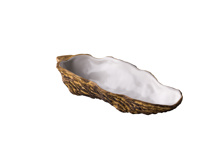 Oyster shell 24 x 10,6 x 5 cm